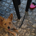 Photo n°1 de l'avis de Felix.a fait le 12/07/2023 à 12:57 sur le  Churrasqueira Valdemar à Silves