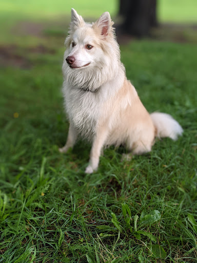 Park «ROGERS PARK», reviews and photos, 30 Rogers Park Ave, Boston, MA 02135, USA