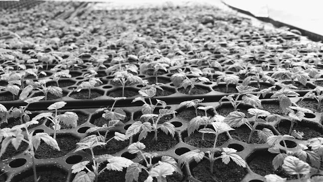 NovaBerries - Centro de jardinería