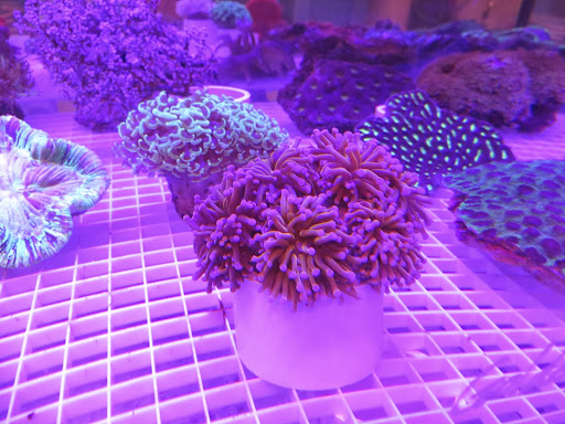 Tropical Fish Store «KHC Aquarium», reviews and photos, 150-1 Northern Blvd, Flushing, NY 11354, USA