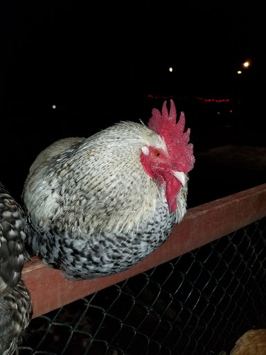 Zoo «3 Palms Zoo & Education Center», reviews and photos, 924 Blackbird Forest Rd, Clayton, DE 19938, USA