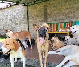 Bali Kennel Pet Resort & Salon photo