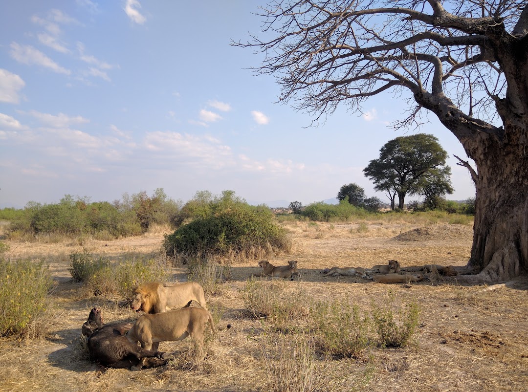 Chabo Africa Safari
