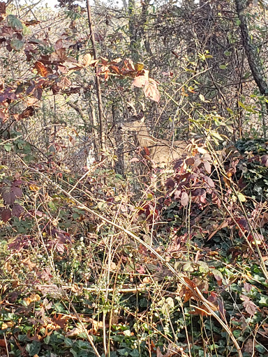 Park «Bringhurst Woods Park», reviews and photos, 5001 Washington Street Extension, Wilmington, DE 19809, USA