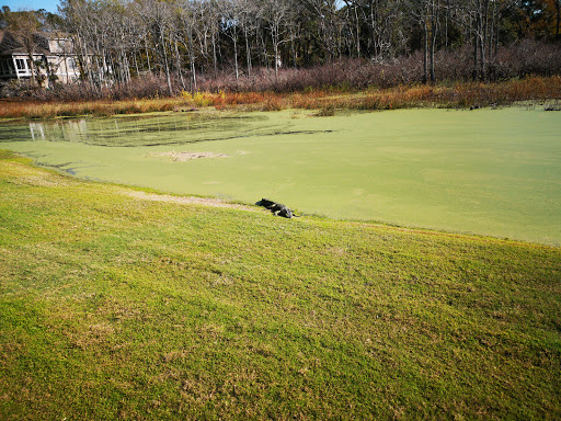 Golf Club «Oak Island Golf Club», reviews and photos, 928 Caswell Beach Rd, Oak Island, NC 28465, USA