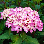 Photo n°1 de l'avis de Hans.r fait le 03/09/2022 à 13:01 sur le  Gasthaus Zur Krone - Erna Korn à Windelsbach