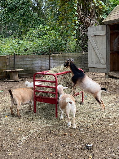 Animal Feed Store «Barnstable Farm & Pet», reviews and photos, 48 Lombard Ave, West Barnstable, MA 02668, USA