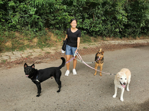 Hong Kong Dog Rescue Tai Po Homing Centre