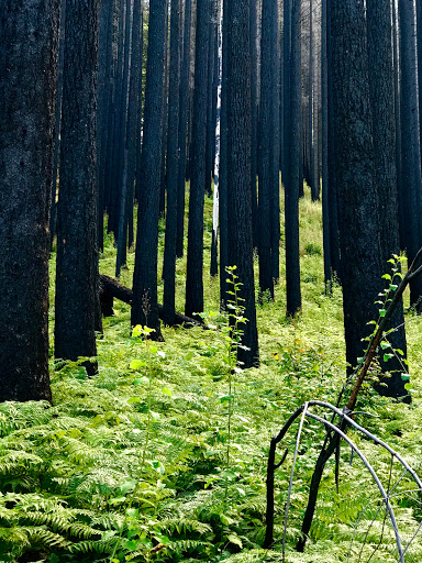 Tourist Attraction «Fairy Falls», reviews and photos, Wahkeena Trail #420, Corbett, OR 97019, USA