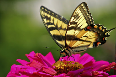 Butterfly Holistics