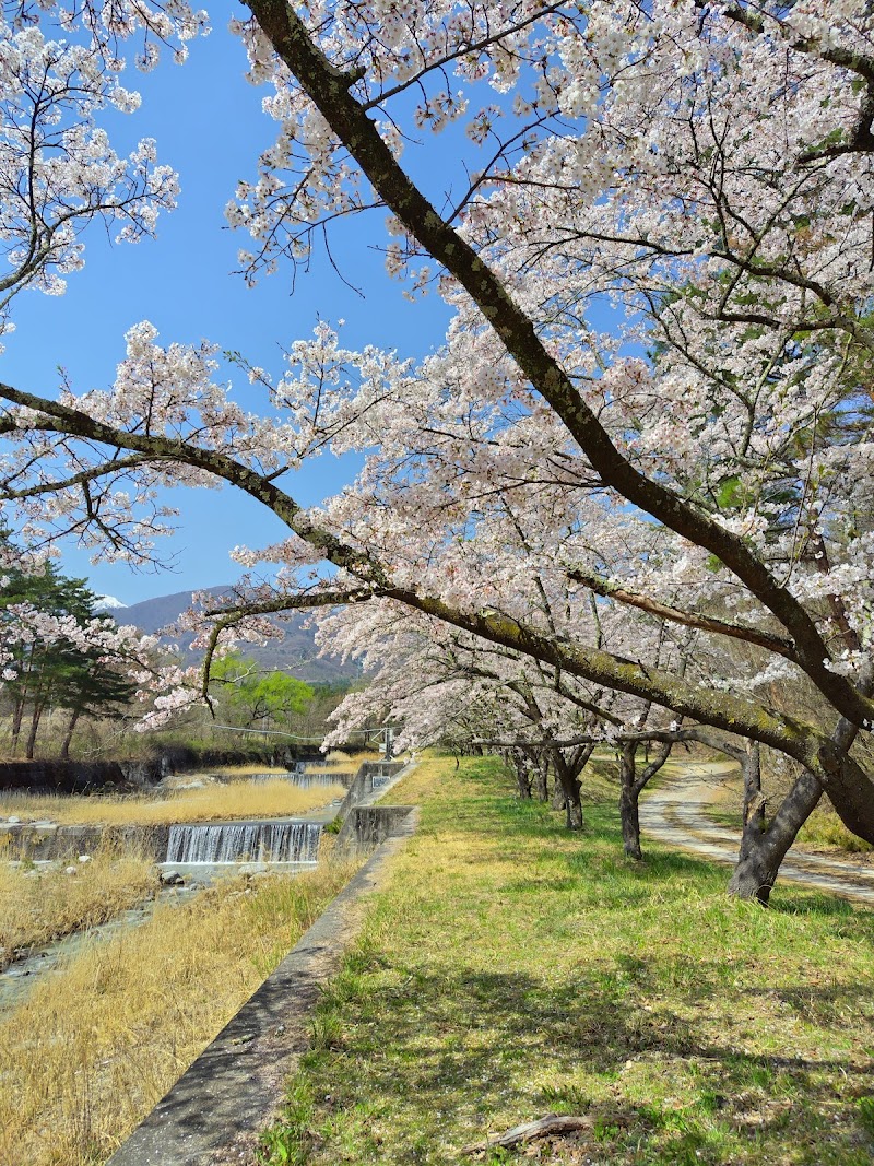 神宮川の桜並木