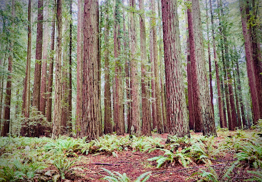 Nature Preserve «LandPaths Grove of Old Trees», reviews and photos, 17599 Fitzpatrick Ln, Occidental, CA 95465, USA