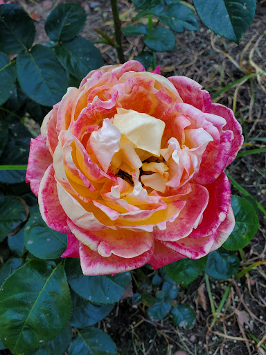 Park «Pardee Rose Gardens», reviews and photos, 180 Park Rd, Hamden, CT 06517, USA