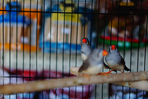 Pet Supply Store «Panhandle Pet Supply», reviews and photos, 3661 N Monroe St, Tallahassee, FL 32303, USA