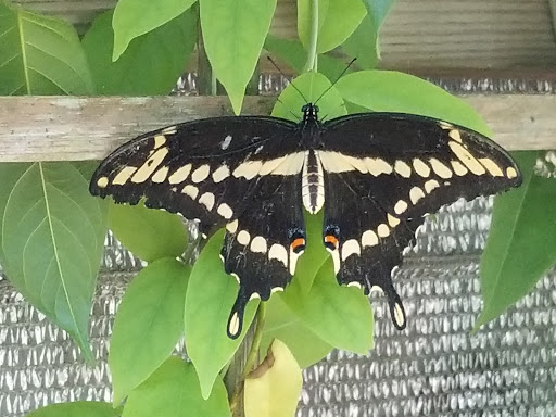 Botanical Garden «Brookgreen Gardens», reviews and photos, 1931 Brookgreen Garden Dr, Murrells Inlet, SC 29576, USA