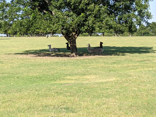 Florist «Plano Florist», reviews and photos, 2143 W Park Blvd, Plano, TX 75075, USA