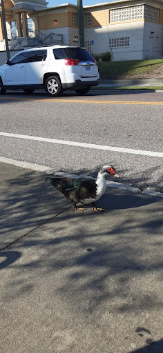 Park «Henry J. Klutho Park», reviews and photos, 204 W 3rd St, Jacksonville, FL 32206, USA