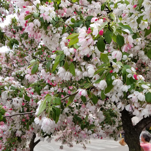 Home Improvement Store «The Home Depot», reviews and photos, 15255 Silver Pkwy, Fenton, MI 48430, USA