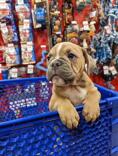 Pet Supply Store «PetSmart», reviews and photos, 555 S Cotton Ln, Goodyear, AZ 85338, USA