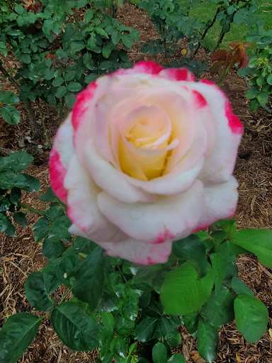 Performing Arts Theater «Raleigh Little Theatre», reviews and photos, 301 Pogue St, Raleigh, NC 27607, USA