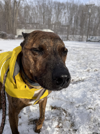 Florence Animal Clinic image