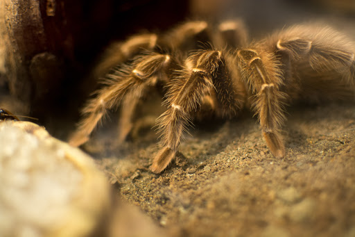 Zoo «Reptile Zoo», reviews and photos, 22715 US-2, Monroe, WA 98272, USA