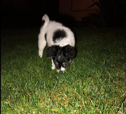 1 Love Dog Rescue image