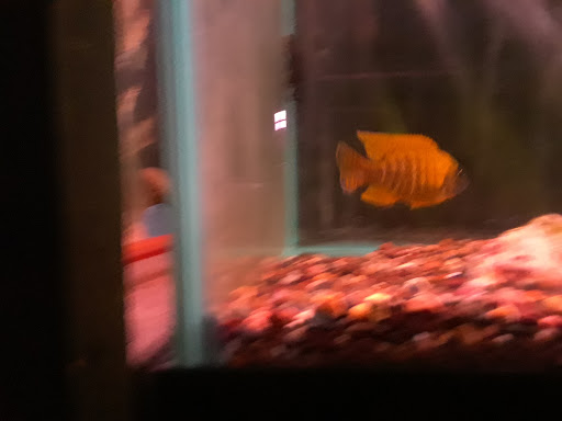 Aquarium «Cichlid World», reviews and photos, 27843 Ford Rd, Garden City, MI 48135, USA