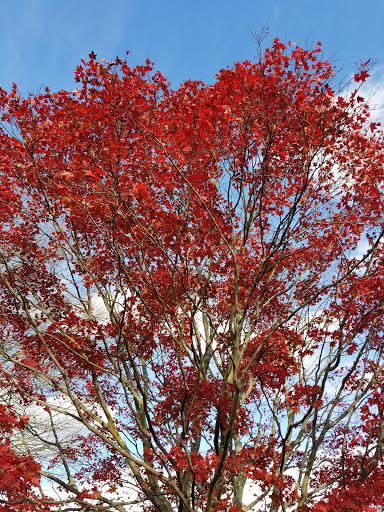 Nature Preserve «Grace Farms», reviews and photos, 365 Lukes Wood Rd, New Canaan, CT 06840, USA