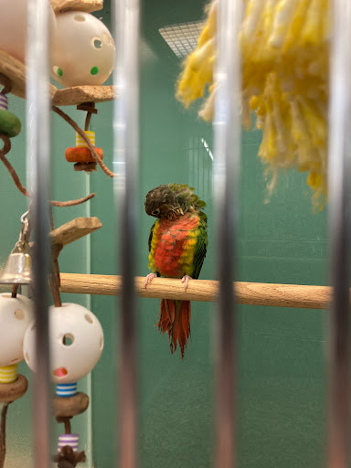 Pet Store «Petsway», reviews and photos, 1717 W Kearney St, Springfield, MO 65803, USA