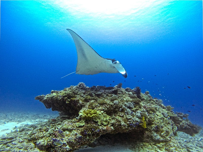 SEAKERS(シーカーズ) Diving in Okinawa