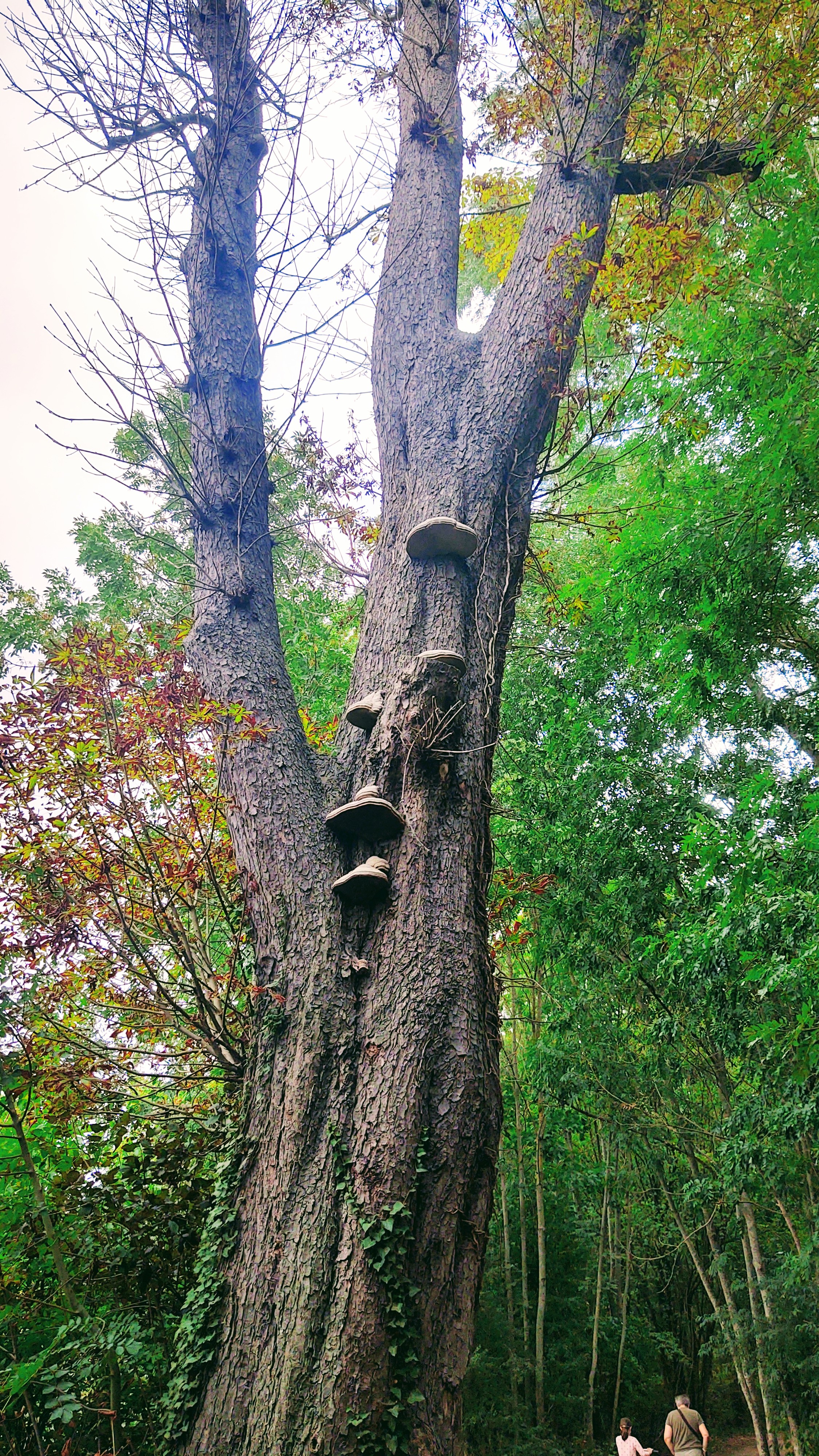 Photo n° 1 de l'avis de Polski.l fait le 02/09/2020 à 14:34