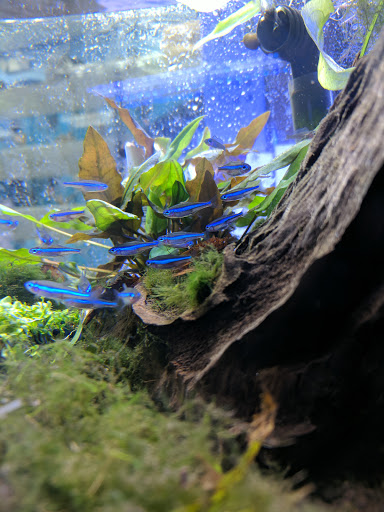 Pet Supply Store «Professional Fish Keepers Aquarium Store», reviews and photos, 7573 W Sample Rd, Coral Springs, FL 33065, USA