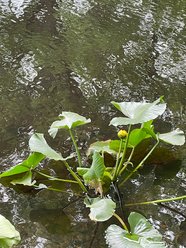 Park «Muriel Hepner Nature Park», reviews and photos, Diamond Spring Rd, Denville, NJ 07834, USA