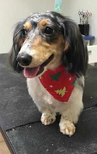 Pet Supply Store «Animal House Grooming & Quality», reviews and photos, 229 W Absecon Blvd, Absecon, NJ 08201, USA