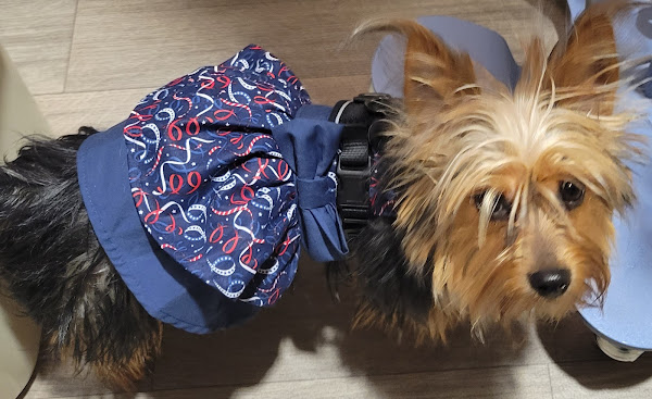 Cozy Pets Boutique Hotel