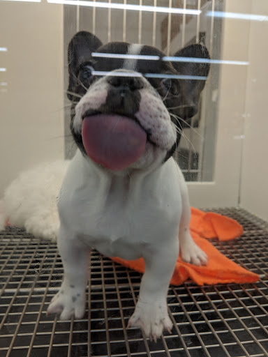 Pet Store «Petland Montgomery», reviews and photos, 7127 Eastchase Pkwy, Montgomery, AL 36117, USA