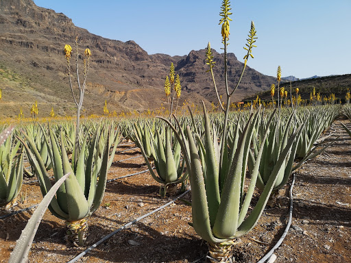 Finca Canarias Aloe Vera Fataga
