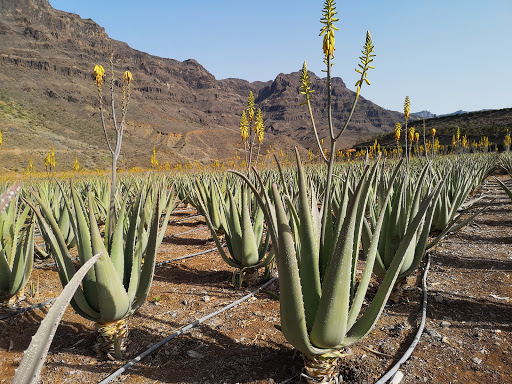 Aloe vera Gran Canaria