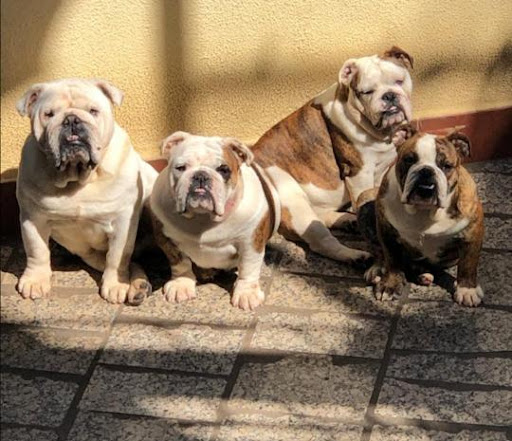 Xanda Bull's - Bulldog Inglês e Shar Pei