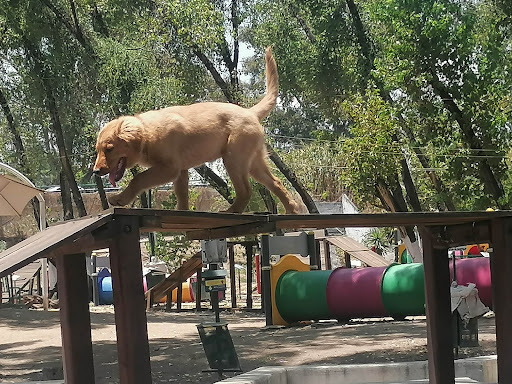 Parque Canino Los Reyes Ixtacala
