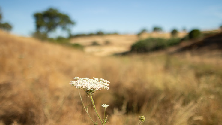 Photos du propriétaire Bed & breakfast Monte das Fontainhas 7830-646 Vila Verde de Ficalho