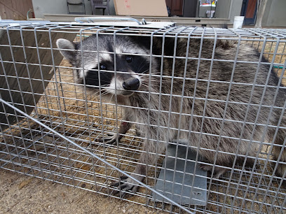 Baltimore Raccoon Removal
