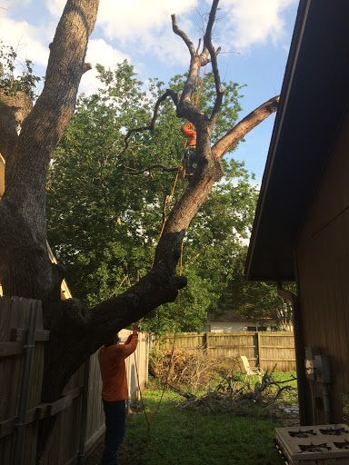 Austin Tree Service