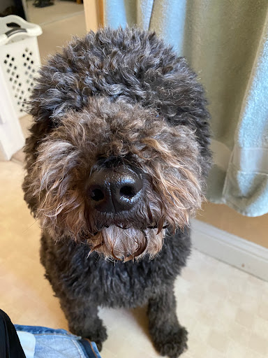 Pet Supply Store «Bark Avenue», reviews and photos, 4781 Granite Dr, Rocklin, CA 95677, USA