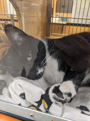 Pet Supply Store «PetSmart», reviews and photos, 310 N White Horse Pike, Lawnside, NJ 08045, USA