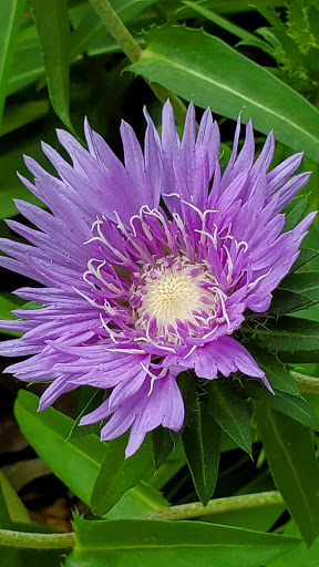 Nature Preserve «Chattahoochee Nature Center», reviews and photos, 9135 Willeo Rd, Roswell, GA 30075, USA