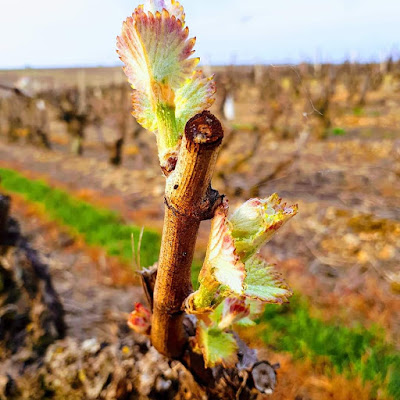 DOMAINE Earl Jean-Paul Mahieu à Chançay
