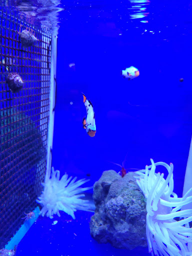 Tropical Fish Store «Emmons Tropical Fish & Ponds», reviews and photos, 1612 Hopmeadow St, Simsbury, CT 06070, USA
