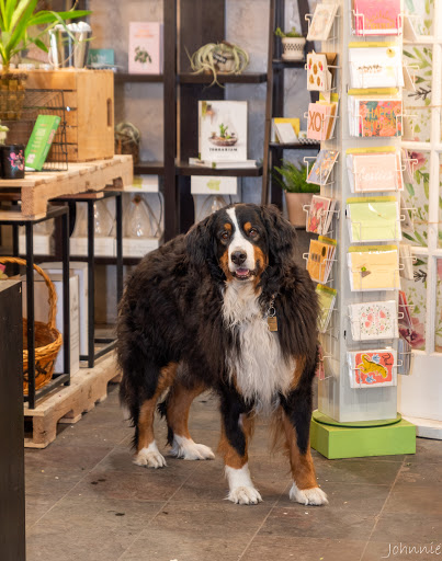 Florist «Mainstreet Flower Market», reviews and photos, 19555 Mainstreet a, Parker, CO 80138, USA